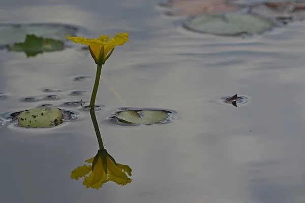 çiçek dünya Nehri üzerinde