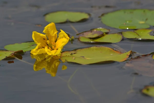 Kwiat Świata Nad Rzeką — Zdjęcie stockowe