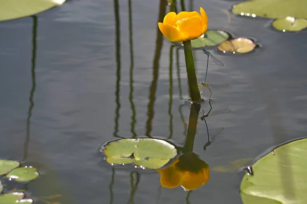 çiçek dünya Nehri üzerinde