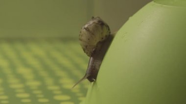 Salyangoz Achatina makro çekim 4 k
