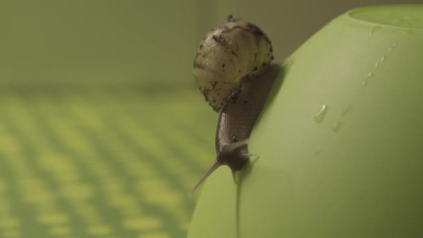 Schnecke Achatina Makro Shooting — Stockvideo