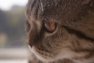 Sevimli İskoç heteroseksüel kedi portresi