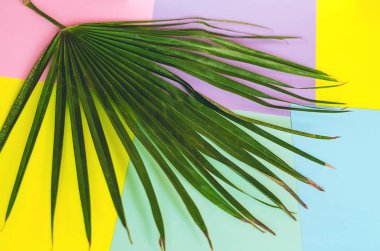 Palmiye yaprağı Minimalizm. Flora. Exotica ve tropik bölgeler. arkaplan