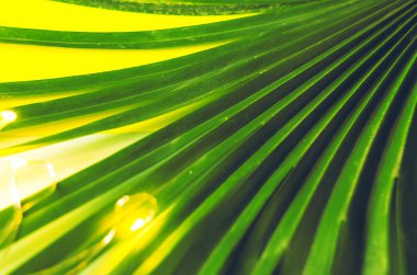 doku ve arka plan. Palmiye yaprağı Çiçek takıldı.