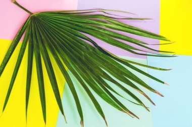 Palmiye yaprağı Egzotik ve tropikal. arkaplan ve doku