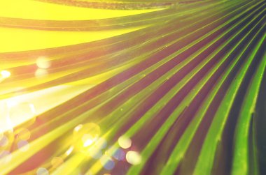 doku ve arka plan. Palmiye yaprağı Çelenk parlıyor. Tonlama. Egzotik ve tropik