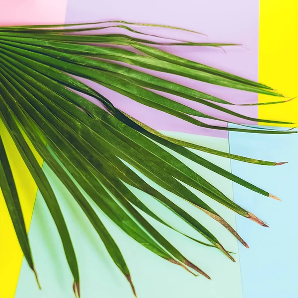 Palmiye yaprağı Egzotik ve tropikal. arka plan ve doku. ton, kare