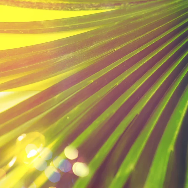 Palmiye yaprağı Tonlama. Çelenk. doku ve arkaplan.