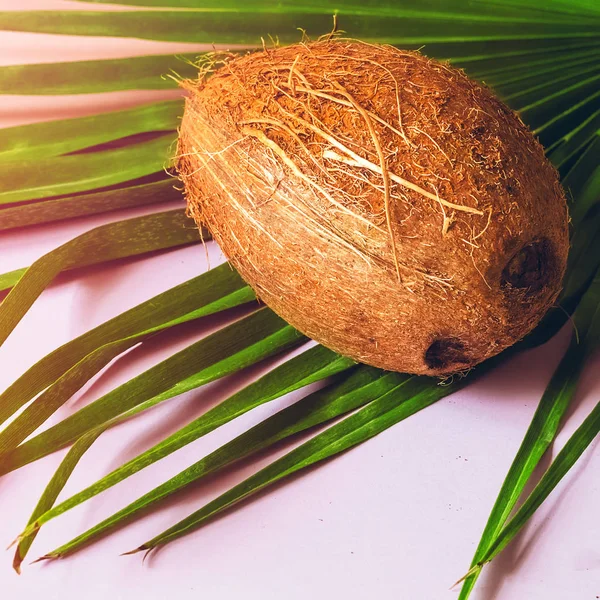 Kokosnuss Gesunde Ernährung Platz Sonneneinstrahlung Minimalismus — Stockfoto