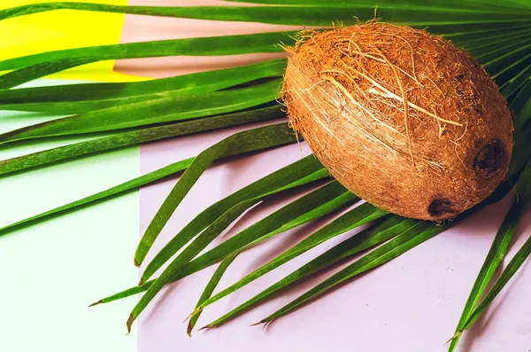 Hindistan cevizi. Palmiye yaprağı Yemek. Meyve. Hindistan cevizi sütü