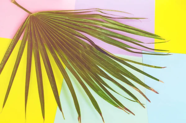Palmiye yaprağı Egzotik ve tropikal. arka plan ve doku. tonlama
