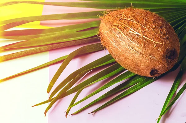 Coco Folha Palma Alimentos Fruta Coco Leite Luz Solar Flamejar — Fotografia de Stock