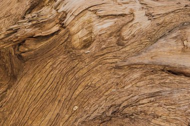 Yaşlı bir ağacın kabuğunun yakın dokusu kabuk soyma katmanları, doğal ahşap arkaplan tasarım ve doğa kavramları için.