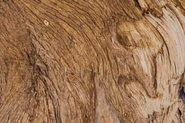 Yaşlı bir ağacın kabuğunun yakın dokusu kabuk soyma katmanları, doğal ahşap arkaplan tasarım ve doğa kavramları için.