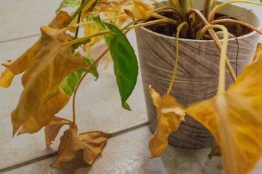 Sarı ve yeşil yapraklı ok başlı sarmaşık bitkisi susuzluktan kurumaya başlıyor. Yüksek kalite fotoğraf