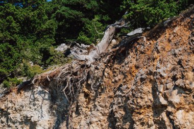Girit dağ manzarası güneşli gökyüzünün altında toprak ve kil heyelan sonrasında kayalık yamaçtaki eski bir çam ağacının köklerinin ortaya çıkışını gösteriyor