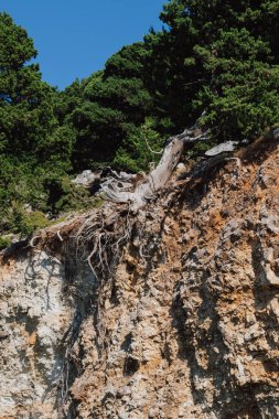 Girit dağ manzarası güneşli gökyüzünün altında toprak ve kil heyelan sonrasında kayalık yamaçtaki eski bir çam ağacının köklerinin ortaya çıkışını gösteriyor