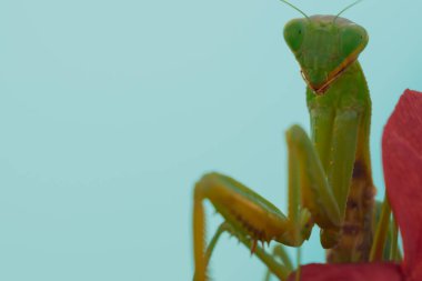 Yeşil Avrupalı peygamber devesi kırmızı bir çiçeğin arka planında poz veriyor ve gülümsüyor. İyi kalite fotoğraf