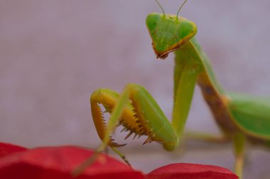 Yeşil Avrupalı peygamber devesi kırmızı bir çiçeğin arka planında poz veriyor ve gülümsüyor. İyi kalite fotoğraf