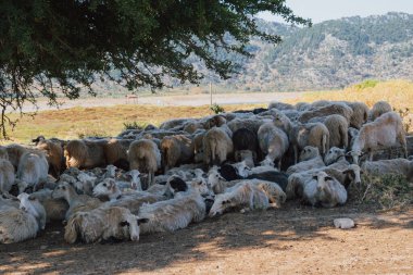 Sıcak bir yaz gününde sıcaktan saklanan, bir ağacın gölgesinde birlikte oturan koyun sürüsü.