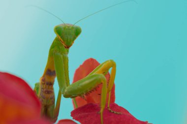 Yeşil Avrupalı peygamber devesi kırmızı bir çiçeğin arka planında poz veriyor ve gülümsüyor. İyi kalite fotoğraf