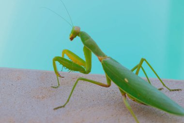 Yüzme havuzu ve mavi suyun arka planında yeşil Avrupalı peygamber devesi. İyi kalite fotoğraf