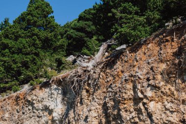 Girit dağ manzarası güneşli gökyüzünün altında toprak ve kil heyelan sonrasında kayalık yamaçtaki eski bir çam ağacının köklerinin ortaya çıkışını gösteriyor