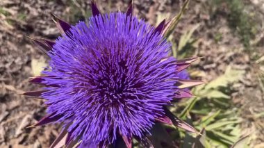 Girit tarlasında açan parlak mor enginar çiçeği, Yunan florasını büyük sağlık faydaları ve doğal Akdeniz güzelliğiyle temsil ediyor. 