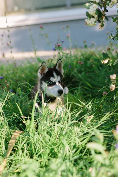 Mały Husky Pies Zielonej Trawie Słoneczny Dzień — Zdjęcie stockowe