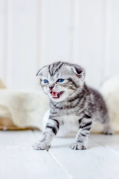 Kitten Mand Miauw Huilen Moeder — Stockfoto