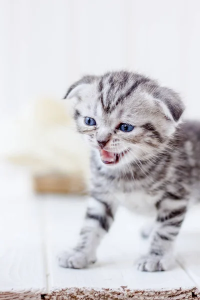 Pouco Adorável Gatinho Miando Chorando Por Mãe — Fotografia de Stock