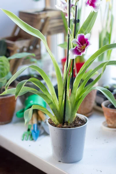 Belle Orchidée Cambrie Sur Une Fenêtre Lumineuse — Photo