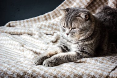 İskoç kedi üzerinde kumaş malzeme döşeme.