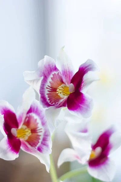 Orquídea Cambria Bonita Uma Janela Brilhante — Fotografia de Stock