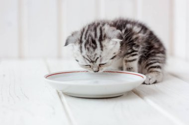 Beyaz seramik tabaktan kedi yavrusu içme suyu.