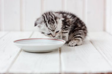 Beyaz seramik tabaktan kedi yavrusu içme suyu.