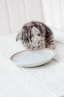 Beyaz seramik tabaktan kedi yavrusu içme suyu.