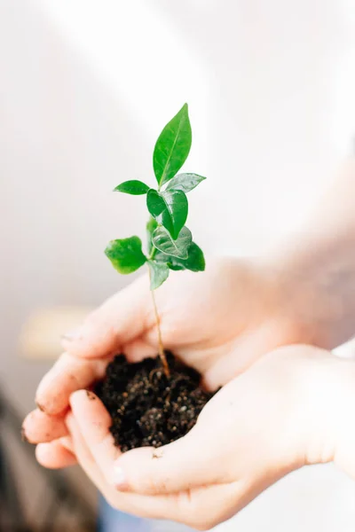 Plant in hands - growth and protection concept.