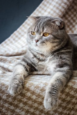 İskoç kedi üzerinde kumaş malzeme döşeme.