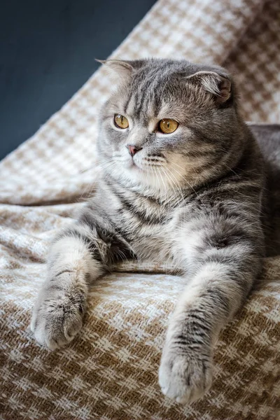 ファブリック素材を置くことスコットランドの猫 — ストック写真