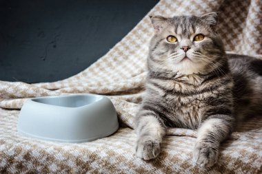 Kumaşın üzerinde kedi ve boş yemek kasesi var..