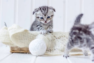 Yavru kedi beyaz yün yumağıyla oynar