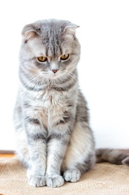 Gri evcil İskoç kedisi - güzel ve sevimli.