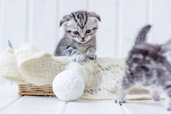 若いです子猫演劇とともに白いボールのウール — ストック写真