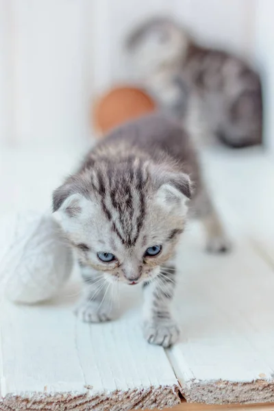 Jonge Schattige Kitten Speelt Met Bal Van Garen — Stockfoto