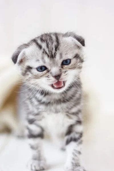 Pouco Adorável Doméstico Gatinho Alto Chorando Miau — Fotografia de Stock