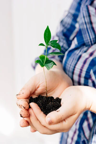 Hands holding small sprout of green plant — Stock Photo, Image