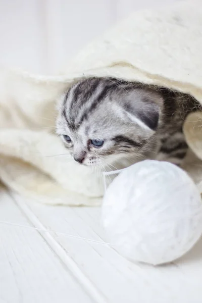 Portret van jonge kleine kitten — Stockfoto