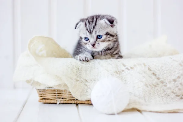 바구니에 앉아 있는 귀여운 새끼 고양이. — 스톡 사진