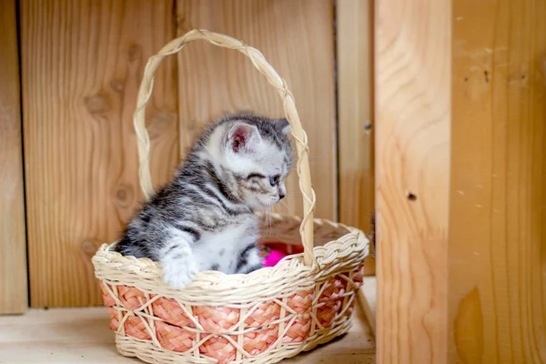 年轻美丽的小猫坐在柳条篮里 — 图库照片
